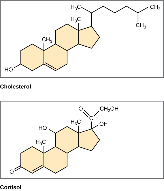 <p>Generally a 4 ring hydrophobic structure, hydrophilic hydroxyl left side, functional group right side</p>