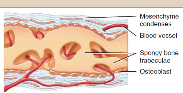 <p><span>As the bone extracellular matrix forms, it develops into trabeculae that fuse with one another to form spongy bone around the network of blood vessels in the tissue. Connective tissue associated with the blood vessels in the trabeculae differentiates into red bone marrow.</span></p>