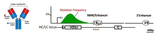 <p>-random mutagenesis in V regions during cell cycle, mostly single base changes</p><p>-mutation rate is 10^6-fold higher than for normal DNA replication</p><p>-critical enzyme involved: activation-induced deaminase (AID)- converts cytosine to uracil; uracil is excised, repair of excision sites is by an error-prone polymerase</p><p>-combined with selectin → increased affinity for antigen</p>