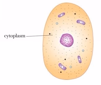 <p><span style="background-color: transparent;">all contents inside of cell membrane, including organelles but no the nucleus&nbsp;</span></p>