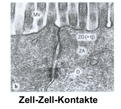 <p>Zell-Zell-Kontakte</p>