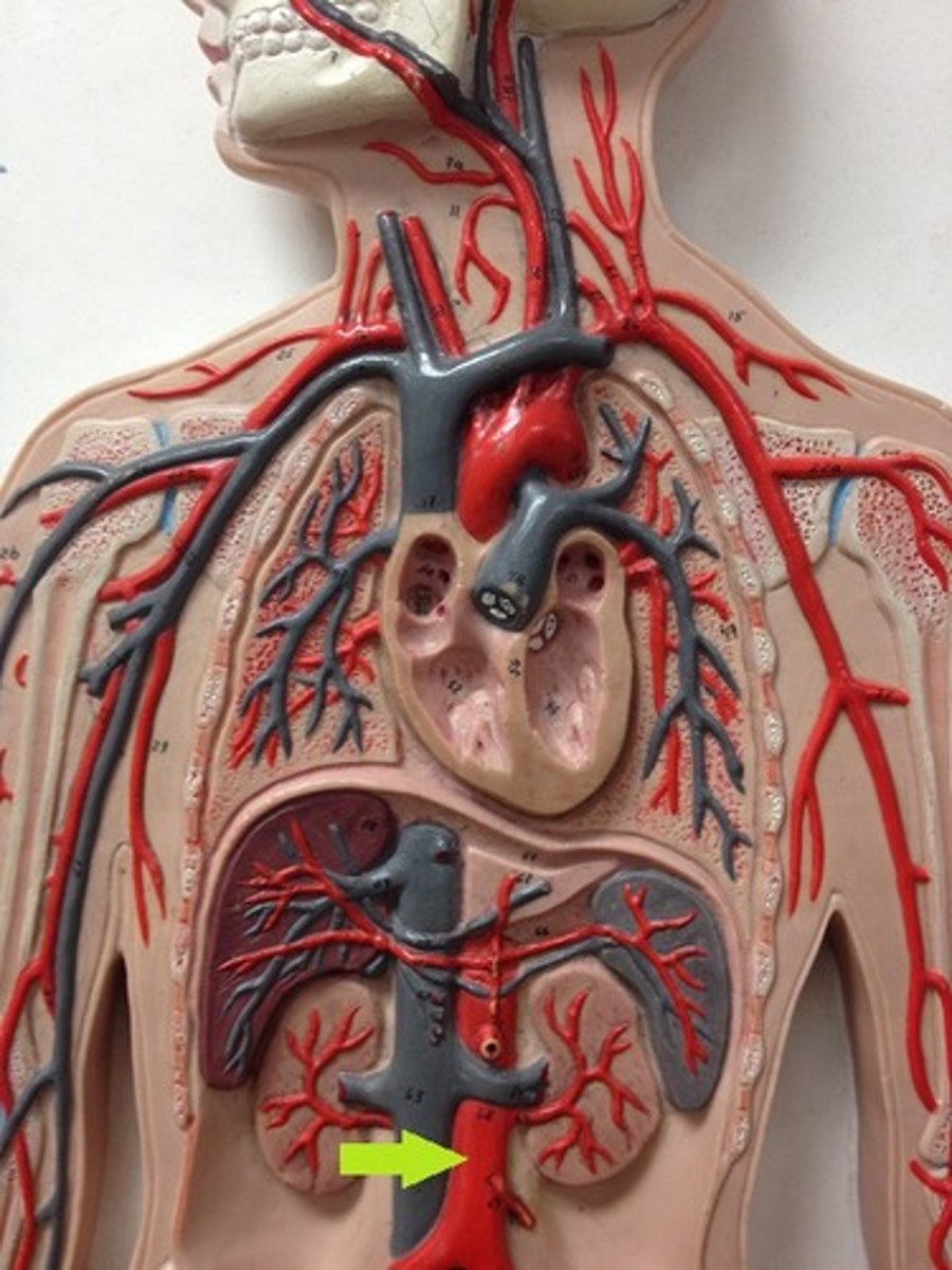 <p>Name the blood vessel (be specific)</p>