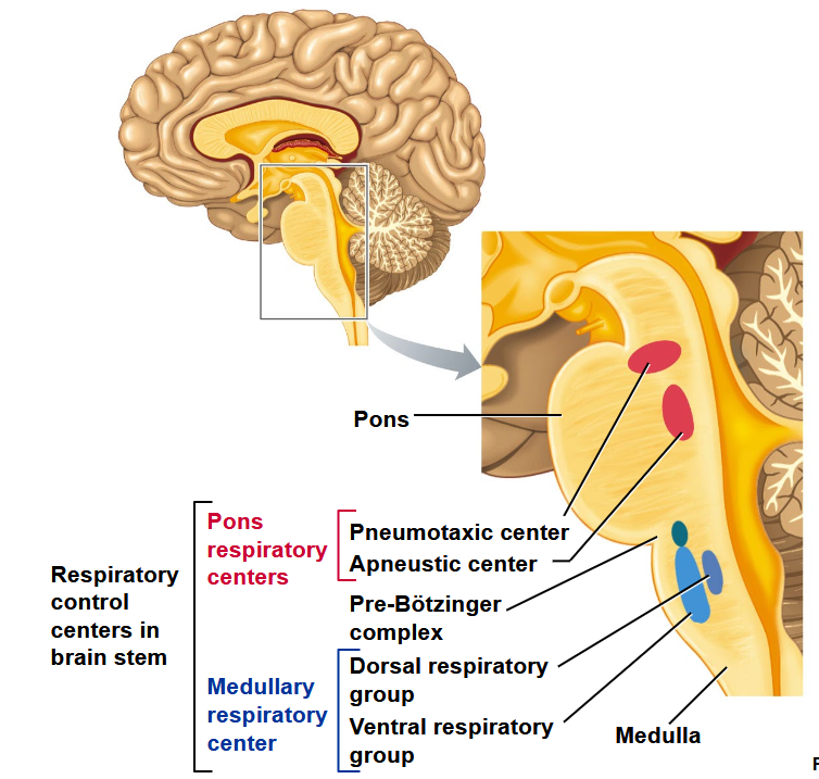 <ul><li><p><strong>Medullary Respiratory Center</strong></p><ul><li><p>Rostral Ventromedial Medulla (Pre-Botzinger Complex)</p><ul><li><p>Pacemaker</p></li><li><p>Rely in Pre-Botzinger to breathe quietly</p></li><li><p>Feeds into Dorsal Respiratory Group (DRG)</p></li><li><p>Fires about every 5-6 sec &amp; tells DRG to fire for 2 seconds &amp; stop firing</p></li></ul></li><li><p><strong>Dorsal Respiratory Group (DRG)</strong></p><ul><li><p>Stimulation = Inspiration</p><ul><li><p>DRG causes diaphragm to contract &amp; cause (some) external intercostals to contract</p></li><li><p>In order to inhale (over 2 secs &amp; stops)</p></li><li><p>Everything relaxes (to <strong>passively exhale</strong>)</p></li></ul></li><li><p>Lack of stimulation = expiration</p></li></ul></li><li><p><strong>Ventral Respiratory Group </strong>(<strong>VRG</strong>)</p><ul><li><p>Inspiratory &amp; Expiratory Neurons</p></li><li><p>Active Inspiration &amp; Expiration</p></li><li><p><strong>VRG is triggered when you think about breathing (conscious thought)</strong></p></li></ul></li><li><p>Normal moment-by-moment quiet breathing is <strong>handled by medulla of brain</strong></p><ul><li><p><strong>Fracture of C1 is often fatal (b/c takes out Pre-Botzinger or DRG)</strong></p><ul><li><p><strong>Sometimes can take out either Pre-Botzinger or DRG</strong></p><ul><li><p><strong>Patient has to continually think about breathing</strong></p></li></ul></li></ul></li></ul></li></ul></li><li><p><strong>Pontine Respiratory Centers</strong></p><ul><li><p>Pneumotaxic Center</p><ul><li><p>Limits duration of Inhalation by the DRG</p></li><li><p>Tells <strong>DRG to stop inhaling</strong></p></li></ul></li><li><p>Apneustic Center</p><ul><li><p>Prevents inhibition of the DRG</p></li><li><p><strong>Tells DRG to keep inhaling</strong></p><ul><li><p><strong>Both centers balance each other out</strong></p></li></ul></li></ul></li><li><p><strong>Pons augments &amp; makes breathing look smooth</strong></p><ul><li><p>Damage to Pontine Centers (E.G. <strong>central pontine myelinolysis</strong>) causes ragged breathing</p></li></ul></li></ul></li><li><p><strong>Phrenic Nerve</strong></p></li></ul><p></p>