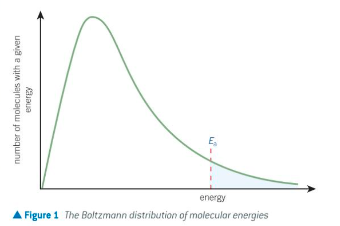 <p>the spread of molecular energies in gases</p>