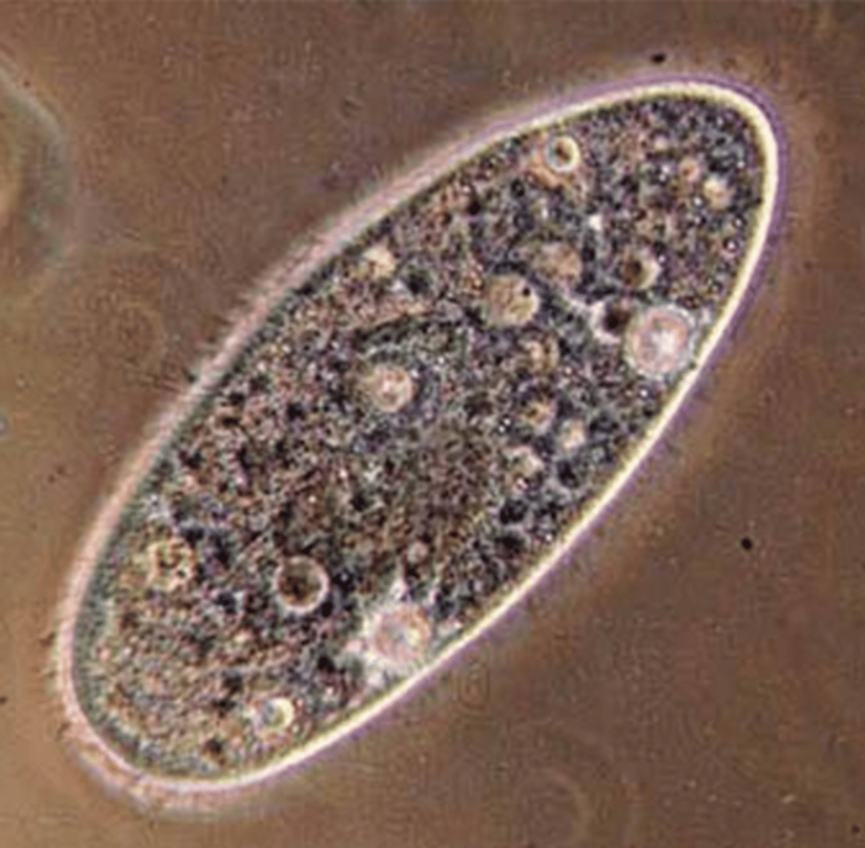 <p>I am unicellular and move around with the help of small hair-like projections called cilia.</p><p>It is hard to see but I have a nucleus.</p><p>I can be found living in water, lakes, and ponds and like to eat bacteria, yeasts and algae..</p>