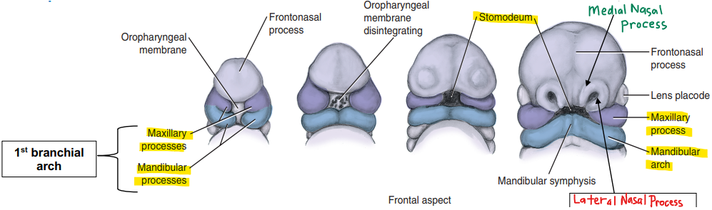 <p>Buddings on both ends of the 1st branchial arch become the 2 maxillary processes, the rest of the arch forms the mandibular process. </p>