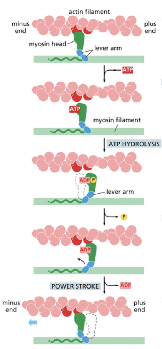 <ol><li><p><span style="background-color: transparent;"><span>ATP binds to the myosin head and causes an allosteric change that makes the myosin release from the microfilament</span></span></p></li><li><p><span style="background-color: transparent;"><span>ATP hydrolysis occurs, which pulls the myosin back into the </span><u><span>cocked position</span></u><span>, like a sling shot</span></span></p></li><li><p><span style="background-color: transparent;"><span>The phosphate from ATP hydrolysis is released, which causes the tension from the cocked position to be released</span></span></p></li><li><p><span style="background-color: transparent;"><span>Myosin swings because of the release of tension and latches back onto the microfilament. Called the </span><u><span>power stroke.</span></u><span> ADP is released, causing the myosin to go back to the position it was in before step one and allowing ATP to bind once again.</span></span></p></li></ol><p></p>