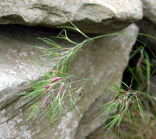 <p>Viviparous fescue</p>