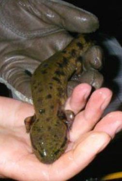 <p>Mudpuppy</p>