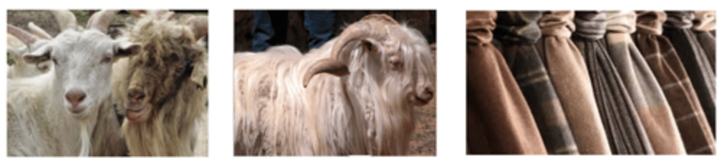 <p>- 1 capa de fibras largas, lisas, gruesas, meduladas = pelo</p><p>- otra capa de fibras cortas, finas, y no meduladas = cashmere</p><p>- otras fibras intermedias con una médulas discontinua</p><p>- el diámetro es el criterio más importante</p><p>- mucho menos resistentes que la lana y el Mohair- las prendas tienen menor duración</p>