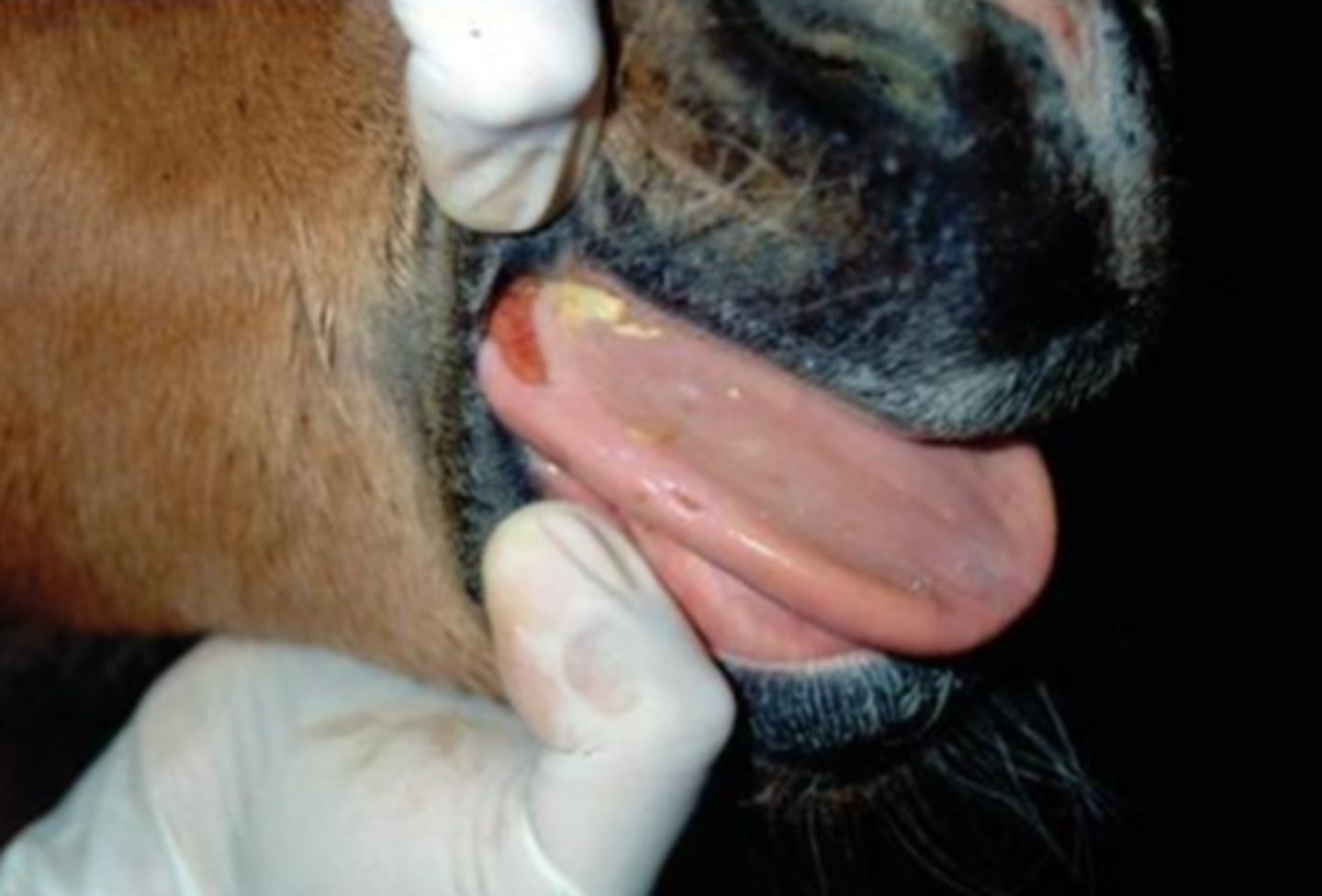 <p>diagnosis morfológica:</p>