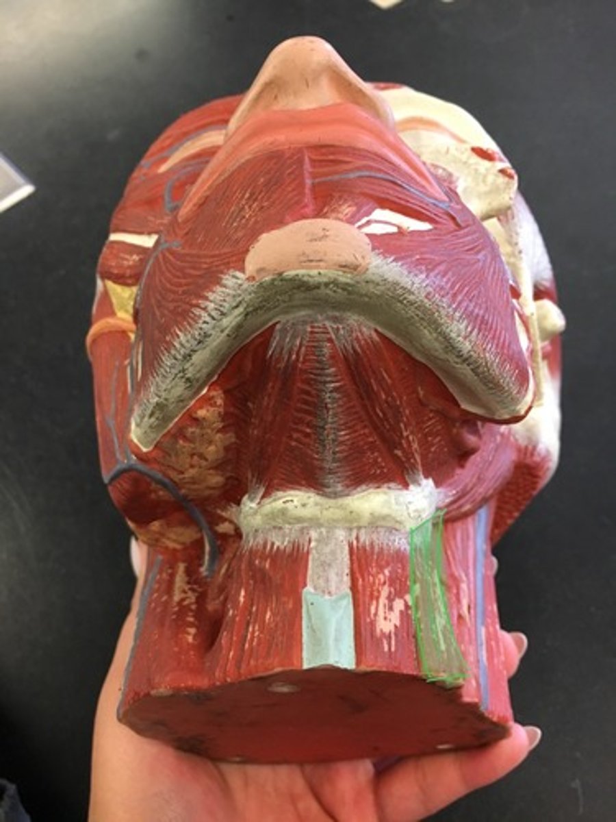<p>(lateral) runs down the hyoid, "goes away to Omaha"</p><p>Origin: Superior Border of Scapula </p><p>Insertion: Hyoid bone</p>