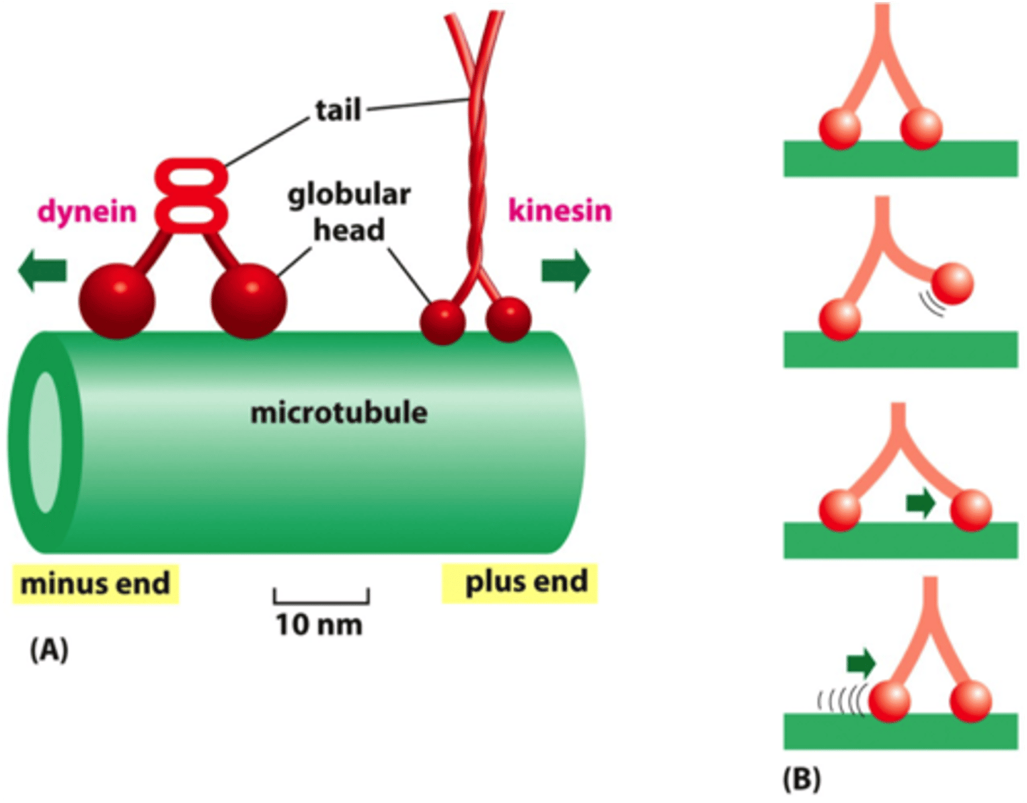 <p>A motor protein that carries materials along microtubules in the anterograde direction.</p>