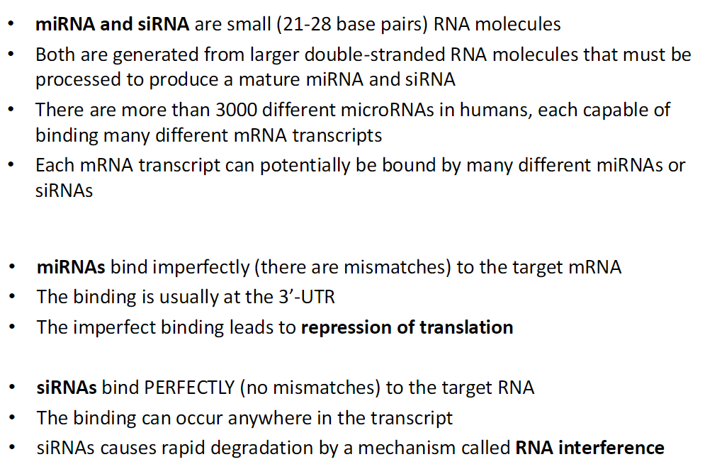 <p><strong>Size and Origin</strong><br> Both are small RNA molecules (21–28 base pairs)<br> Generated from larger double-stranded RNAs that are processed into mature miRNA or siRNA</p><p><strong>Diversity</strong><br> Humans have over 3000 different miRNAs<br> Each miRNA can bind many different mRNA transcripts<br> Each mRNA can be targeted by many different miRNAs or siRNAs</p><p><strong>Binding and Function</strong><br> miRNAs – bind imperfectly (with mismatches), usually at the 3′-UTR, leading to translational repression (reversible)<br> siRNAs – bind perfectly (no mismatches), can bind anywhere on the transcript, cause rapid RNA degradation via RNA interference (permanent)</p>