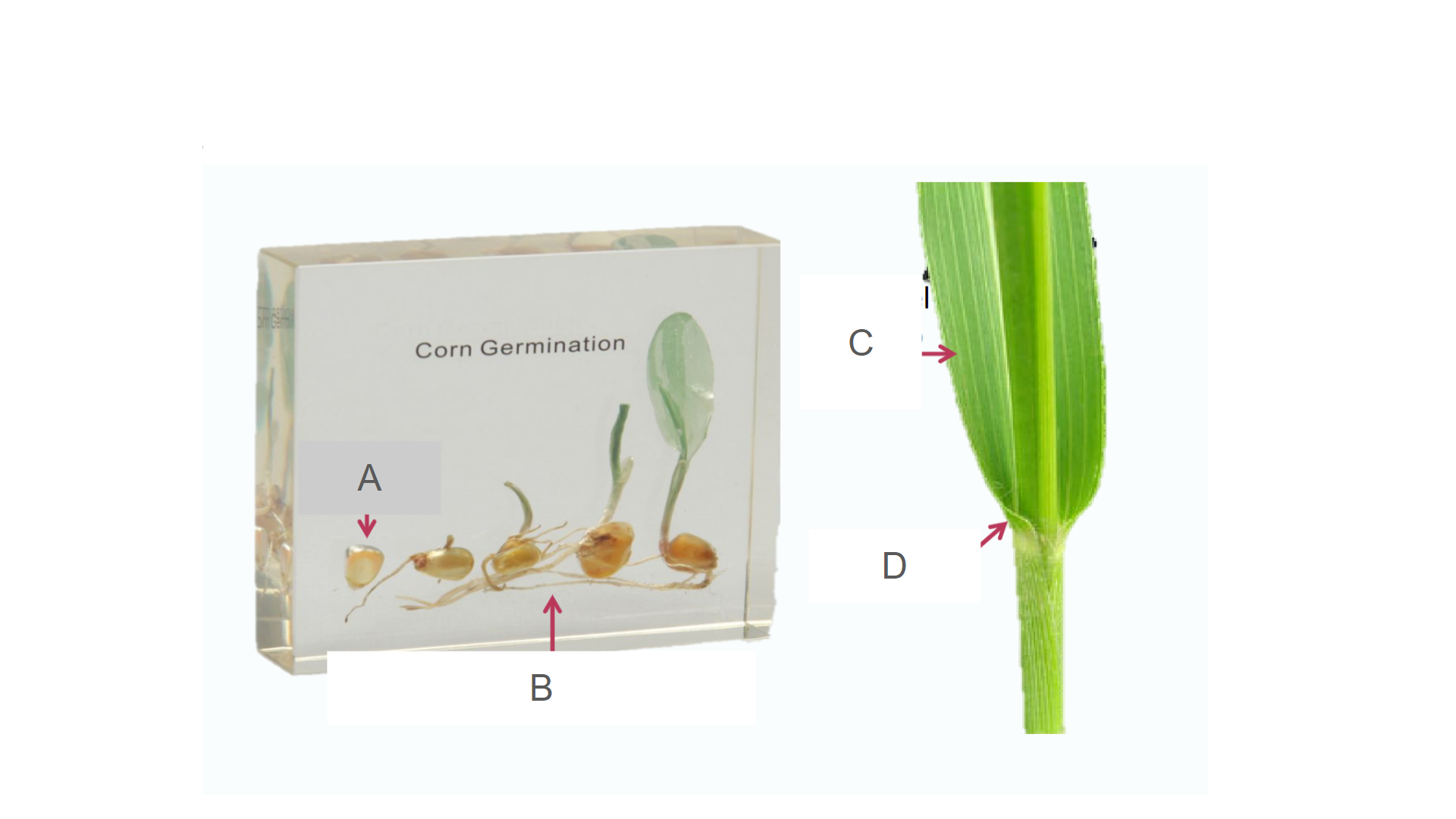 <p>Is this a monocot or dicot?</p>