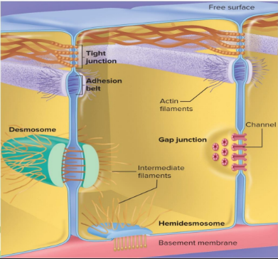Hemidesmosomes