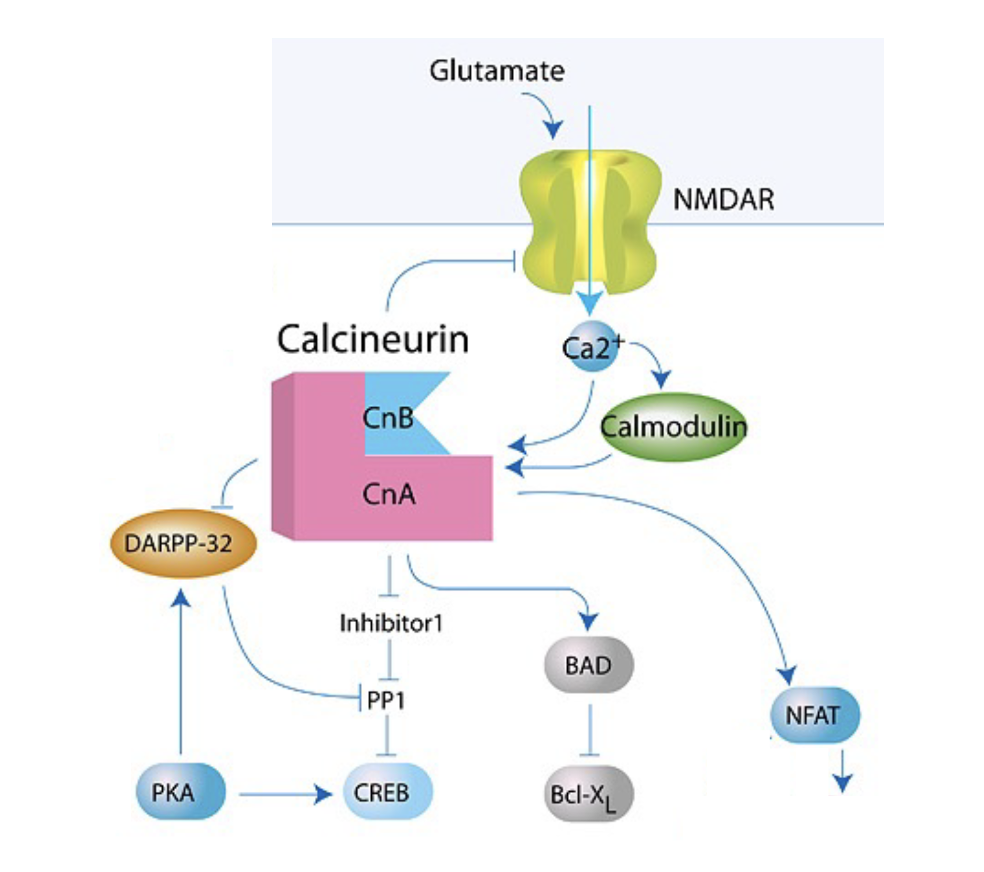 <ul><li><p>Synaptic depression (LTD)</p></li><li><p>Activate PP1 → dephosphorylate CREB</p></li><li><p>Dephosphorylate NFAT (T cell activatoin)</p></li><li><p>Dephosphorylate BAD (pro-apoptosis)</p></li></ul><p></p>