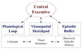 Claims working memory is delegated by the “Central Executive” to one of three components: the phonological loop (auditory input), the visuospatial sketchpad (visual input), or the episodic buffer (moving images). Claims that multiple tasks can be completed simultaneously IF the tasks use separate components. 