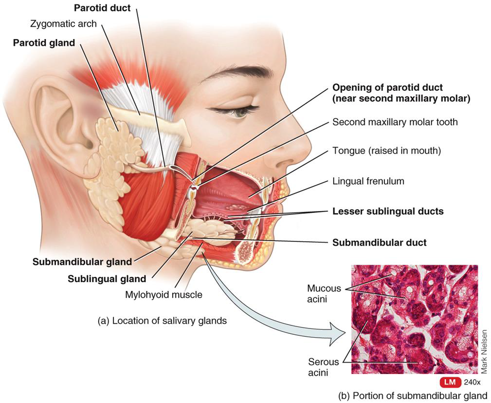 <p>SALIVARY GLANDS 3 PAIRS: </p>