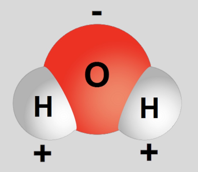 <ul><li><p>oxygen is very electronegative - “hogs electrons”</p></li></ul><p>result</p><ul><li><p>hydrogens have partial POSITIVE charge</p></li><li><p>oxygen has partial NEGATIVE charge</p></li></ul>