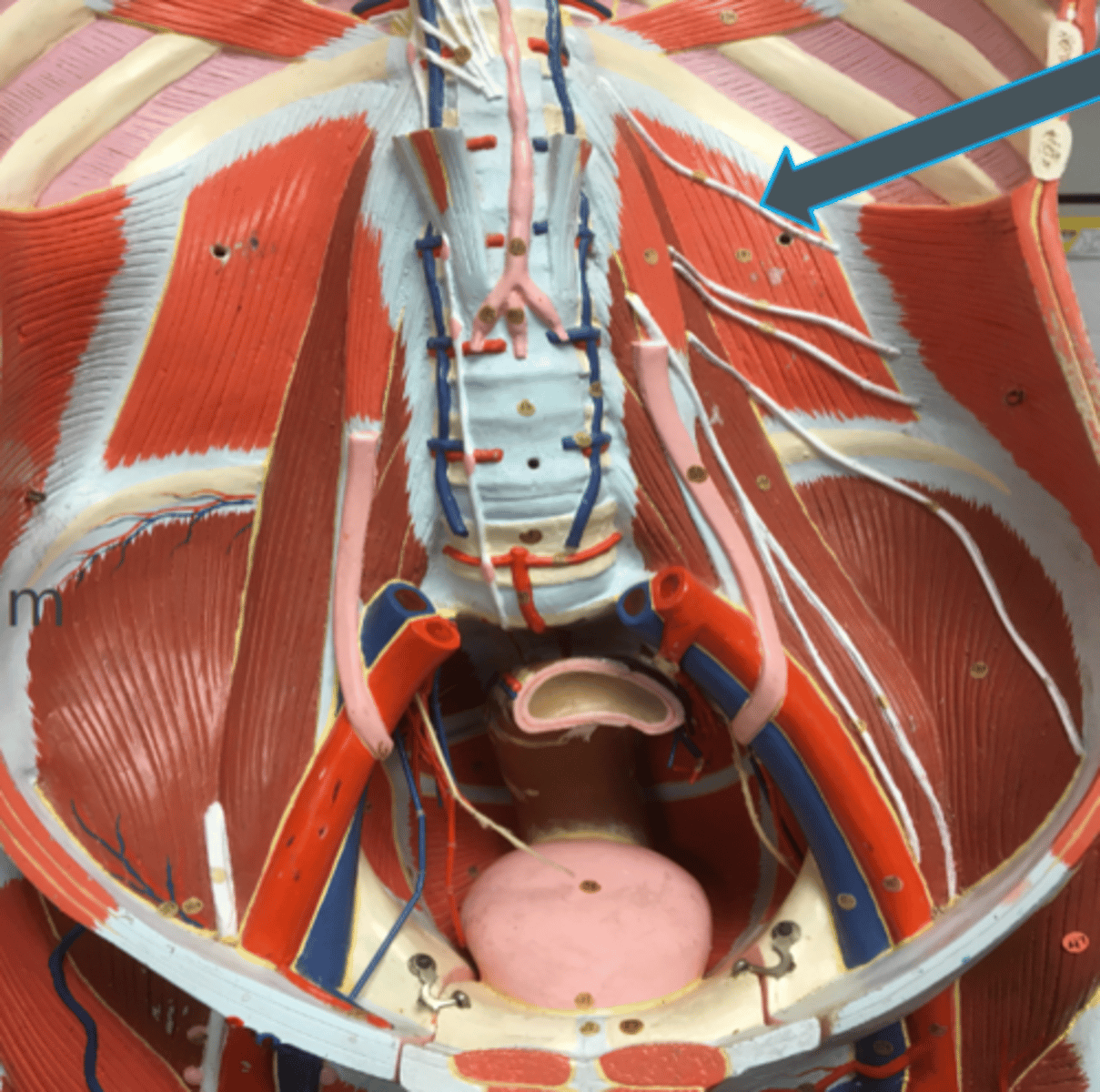 <p>innervates:<br>- quadratus lumborum</p>