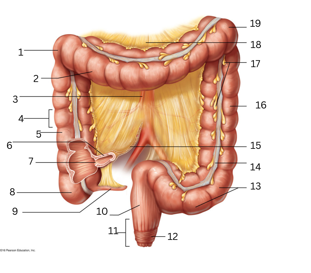 <p>16</p>