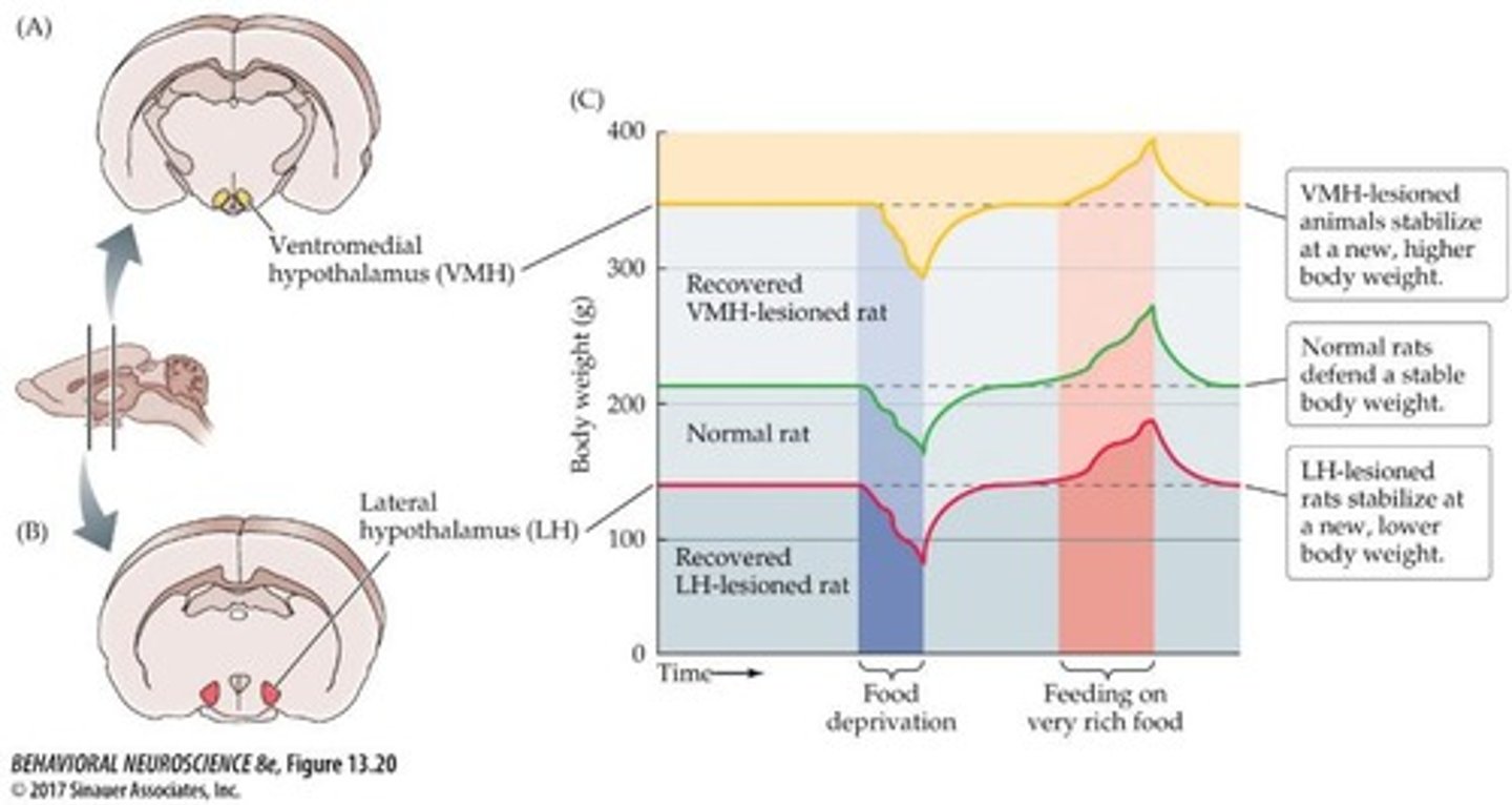 <p>Rats with VMH lesions overeat and gain weight.</p>