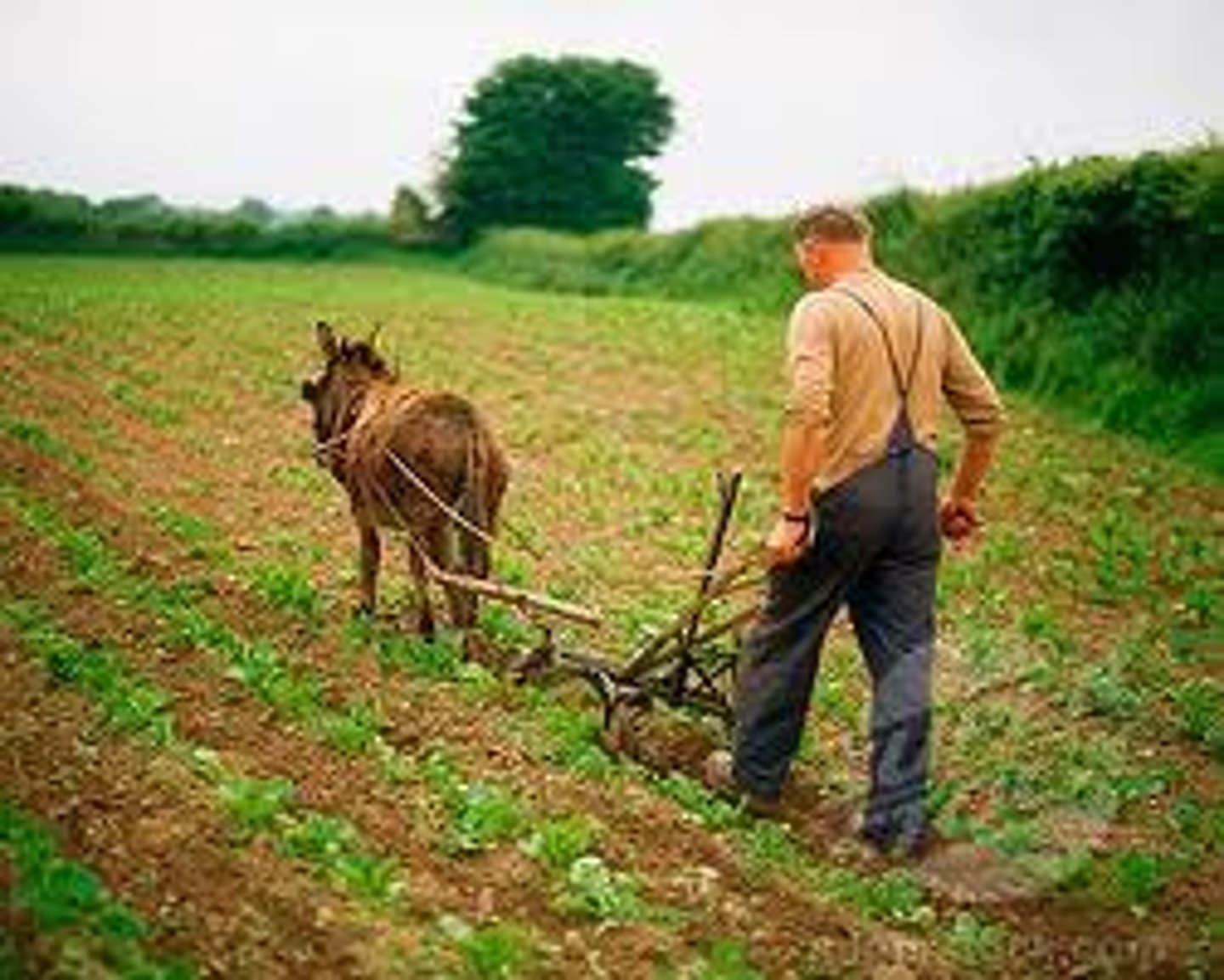 <p>production of enough crops or livestock for a farm family's survival and, in good years, a surplus to sell or put aside for hard times; currently practiced by 42% of global population</p>