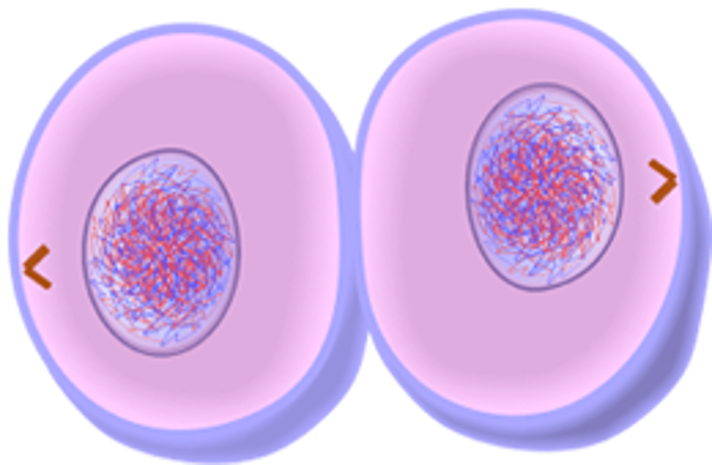 <p>The sides of the cell pinch inward, dividing the cytoplasm and forming two daughter cells.</p>