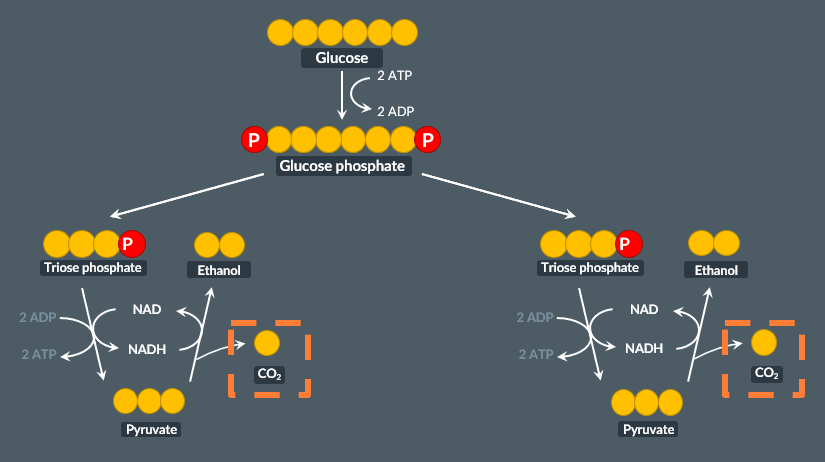 <p>6: I<span><span>n aerobic respiration, 2×CO2 is produced per glucose molecule during the link reaction, and 4×CO2 is produced per glucose molecule during the Krebs cycle.</span></span></p><p>2: <span><span>In anaerobic respiration in plants, 1×CO2 is produced per triose phosphate molecule in the conversion of pyruvate to ethanol. As 2× triose phosphate molecules are produced per glucose molecule, 2×CO2 molecules are produced per glucose molecule in anaerobic respiration.</span></span></p>