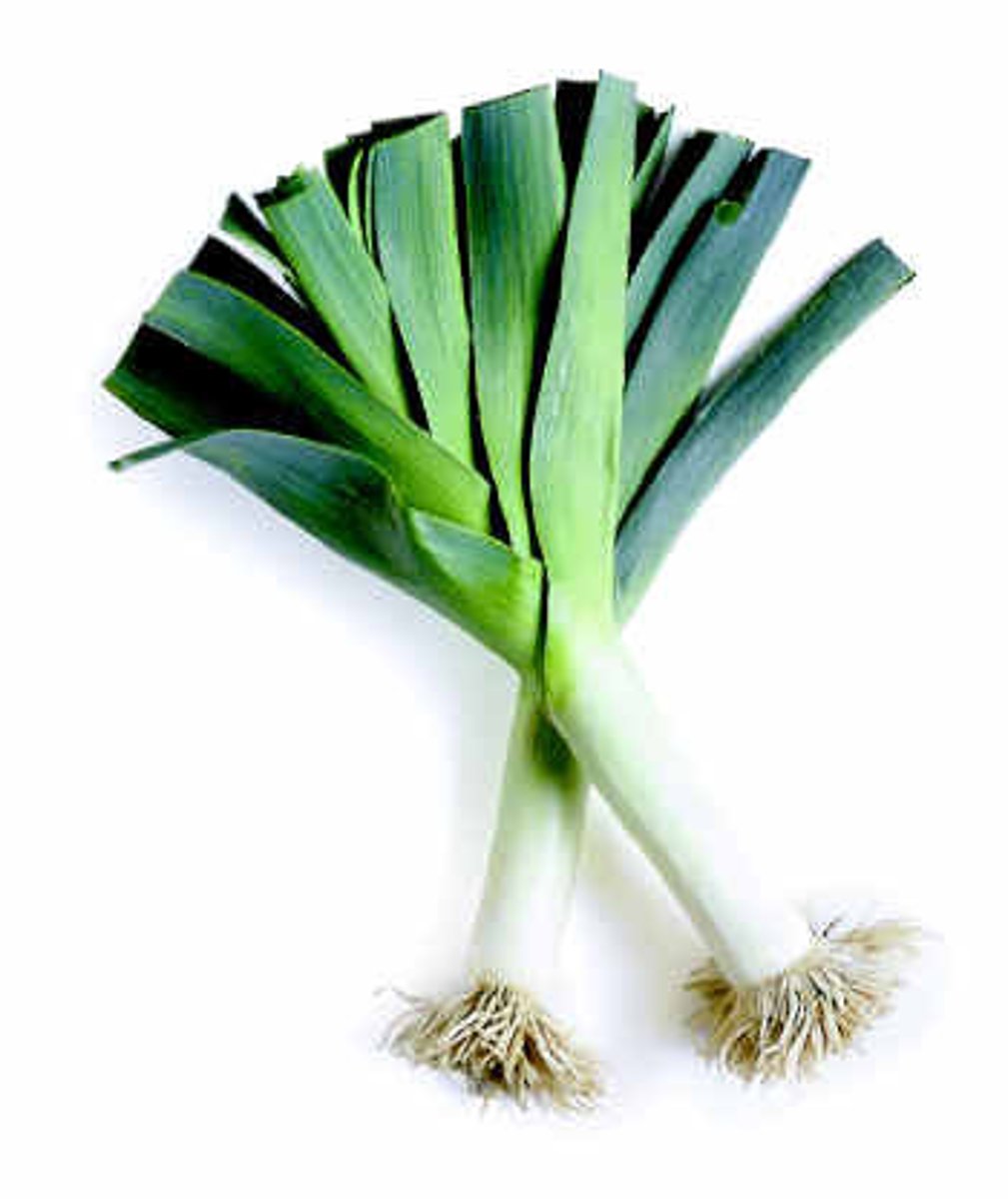 <p>leek</p>