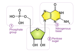<p><span><span>Nucleotides are </span></span><strong><mark data-color="rgba(0, 0, 0, 0)" style="background-color: rgba(0, 0, 0, 0); color: inherit;">organic molecules acting as the fundamental building blocks of DNA and RNA</mark></strong><span><span>, composed of a nitrogenous base, a five-carbon sugar, and a phosphate group</span></span></p>