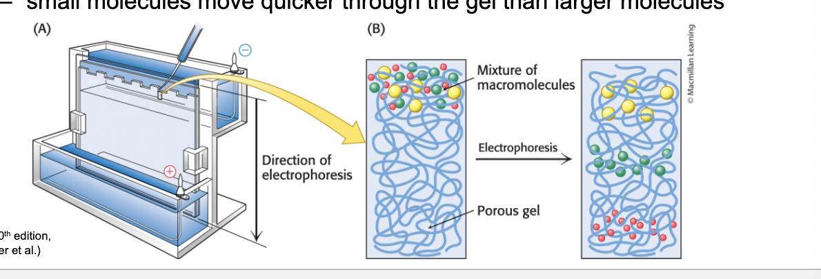 <p>separates proteins by size</p><ul><li><p>electrophoresis = separates mixtures of molecules with a <u>net charge</u> by applying an electric field</p><ul><li><p>used to separate <u>proteins</u> and <u>nucleic acids</u></p></li><li><p>carried out in gels which act as molecule sieves to enhance separation</p></li><li><p>small molecules <strong>move quicker</strong> thru gel than larger molecules</p></li></ul></li></ul><p></p>