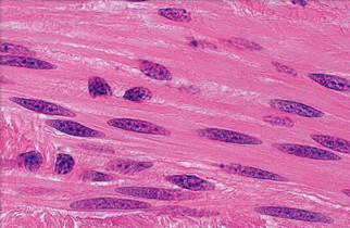 <p>Label the Smooth Muscle </p>