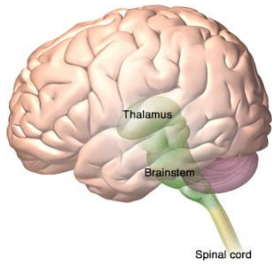 <p>Sensory switchboard; routes sensory info to its appropriate place</p><ul><li><p>E.g. visual info goes to visual centres, auditory info to auditory centres, etc.</p></li></ul><p></p>