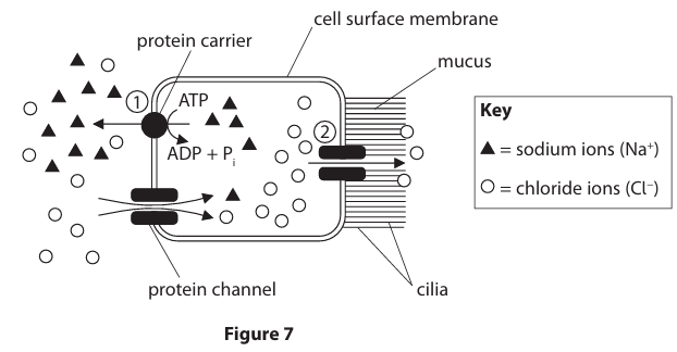 <p>Figure&nbsp;7 shows how sodium ions and chloride ions move into and out of the ciliated epithelial cells lining the bronchi of the lungs. Name the process by which sodium ions leave the ciliated epithelial cell at point&nbsp;1 in Figure&nbsp;7. (1)</p><p>A active transport</p><p>B exocytosis </p><p>C facilitated diffusion </p><p>D osmosis</p>
