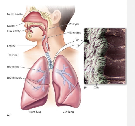 <p>Respiratory system</p>