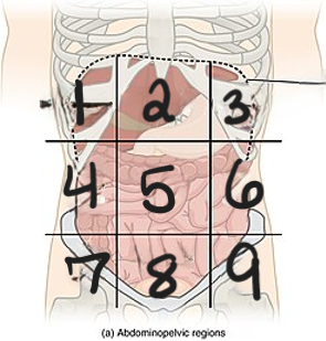 <p>what is #8 region?</p>