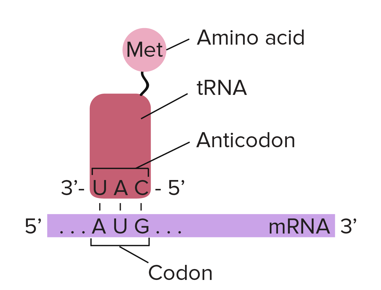 <p>transfers amino acids into polypeptide chain during synthesis</p><ul><li><p>tRNAs include anticodons, sequences that base pair with a specific codon</p></li></ul><p></p>