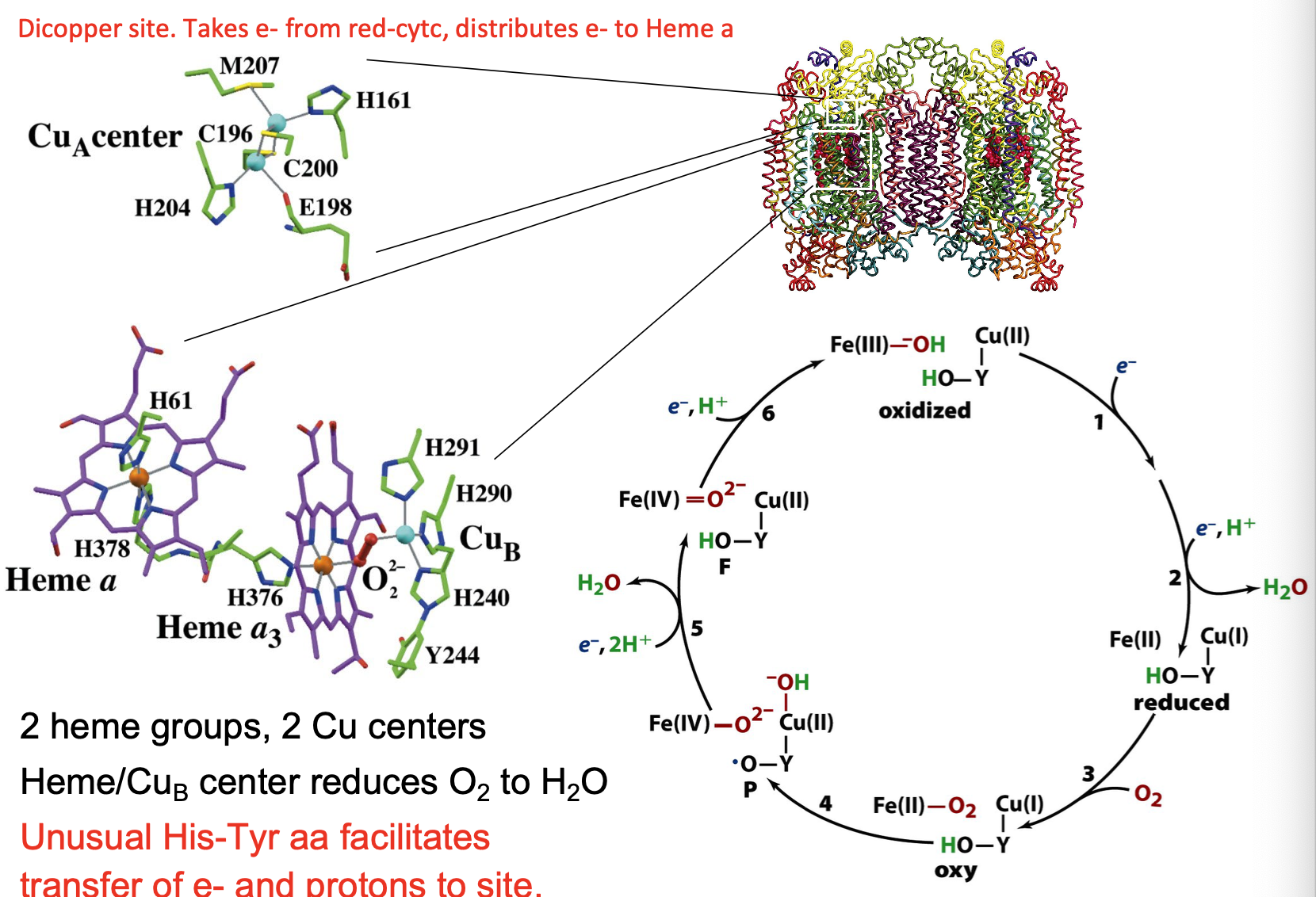 <ul><li><p>2 heme groups, 2 Cu centers</p></li><li><p>Heme/Cu<sub>B</sub> center reduces O<sub>2</sub> to H<sub>2</sub>O</p></li></ul><p></p>