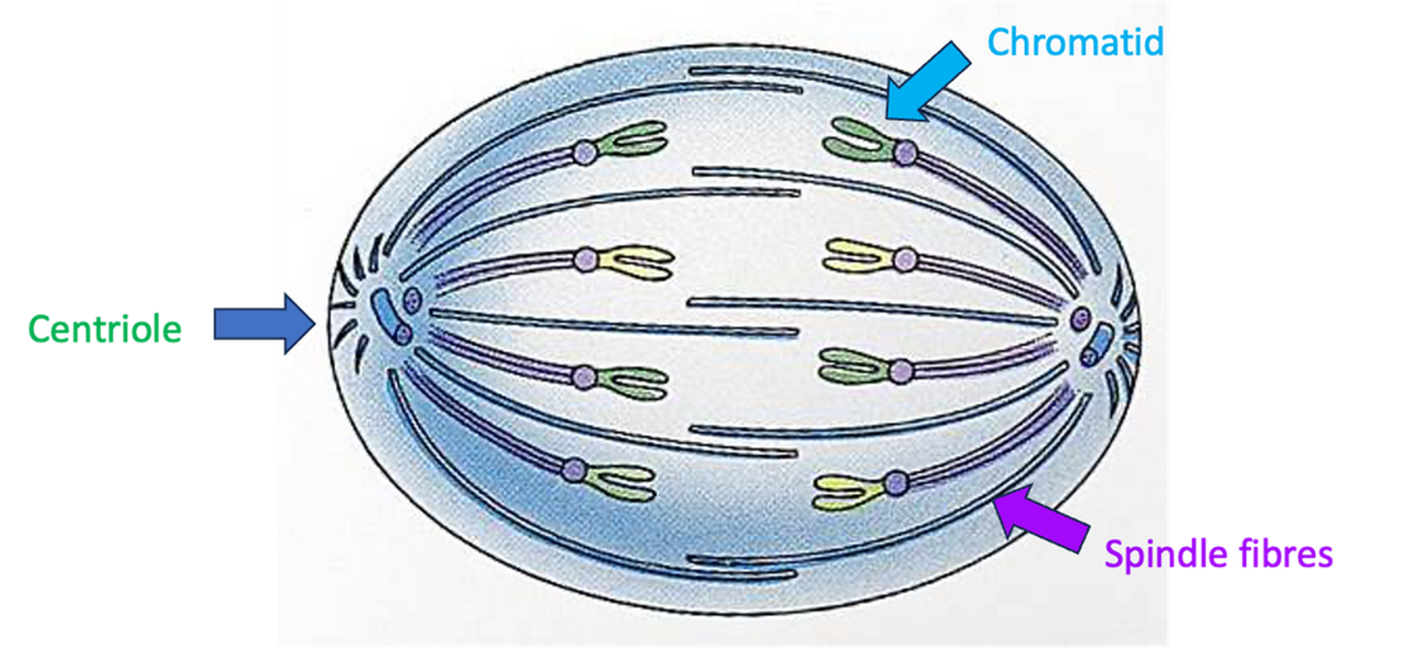 <p><span>•Spindle fibres contract towards the centrioles.</span></p><p><span>•The chromosomes are separated at the centromere and the chromatids are pulled towards opposite poles of the cell.</span></p>