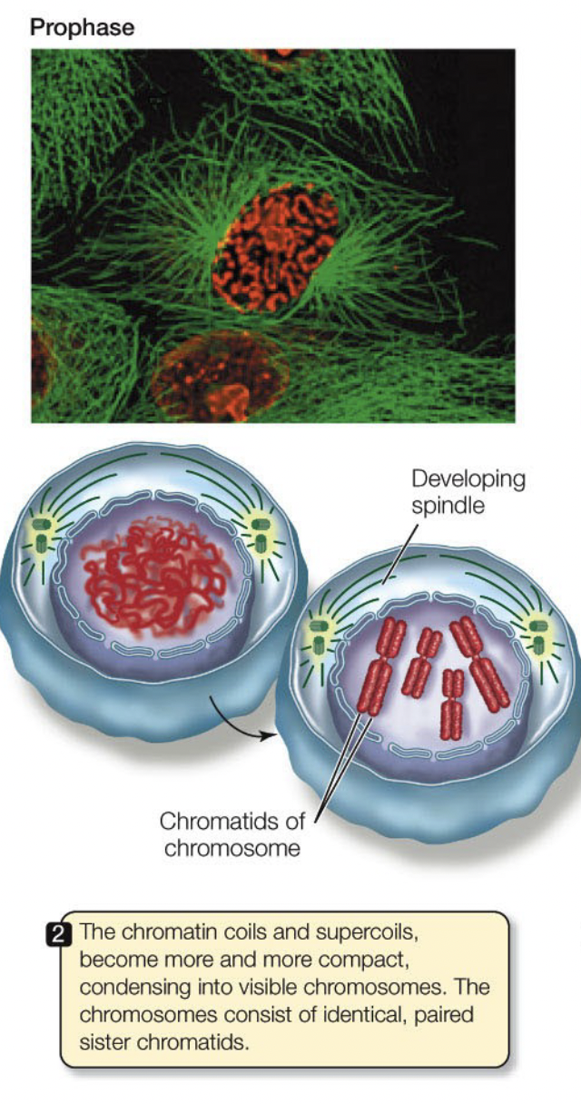 <ul><li><p>Centrosomes move to the poles</p></li><li><p>Spindle forms</p></li><li><p>Chromosome condensation - chromatids become evident</p><ul><li><p>Note: here each chromatid is a chromosome even though we refer to the pair of chromatids as a mitotic chromosome</p></li></ul></li><li><p>Kinetochores form</p></li></ul>