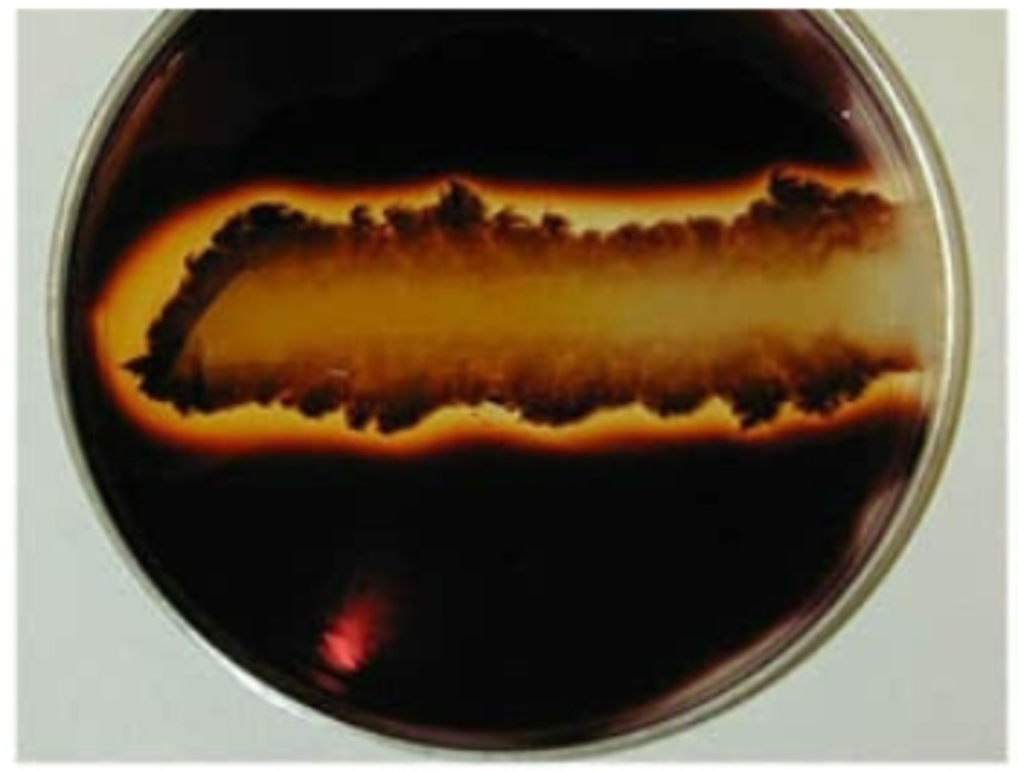 <p>Does this bacteria produce amylase or is there starch present?</p>