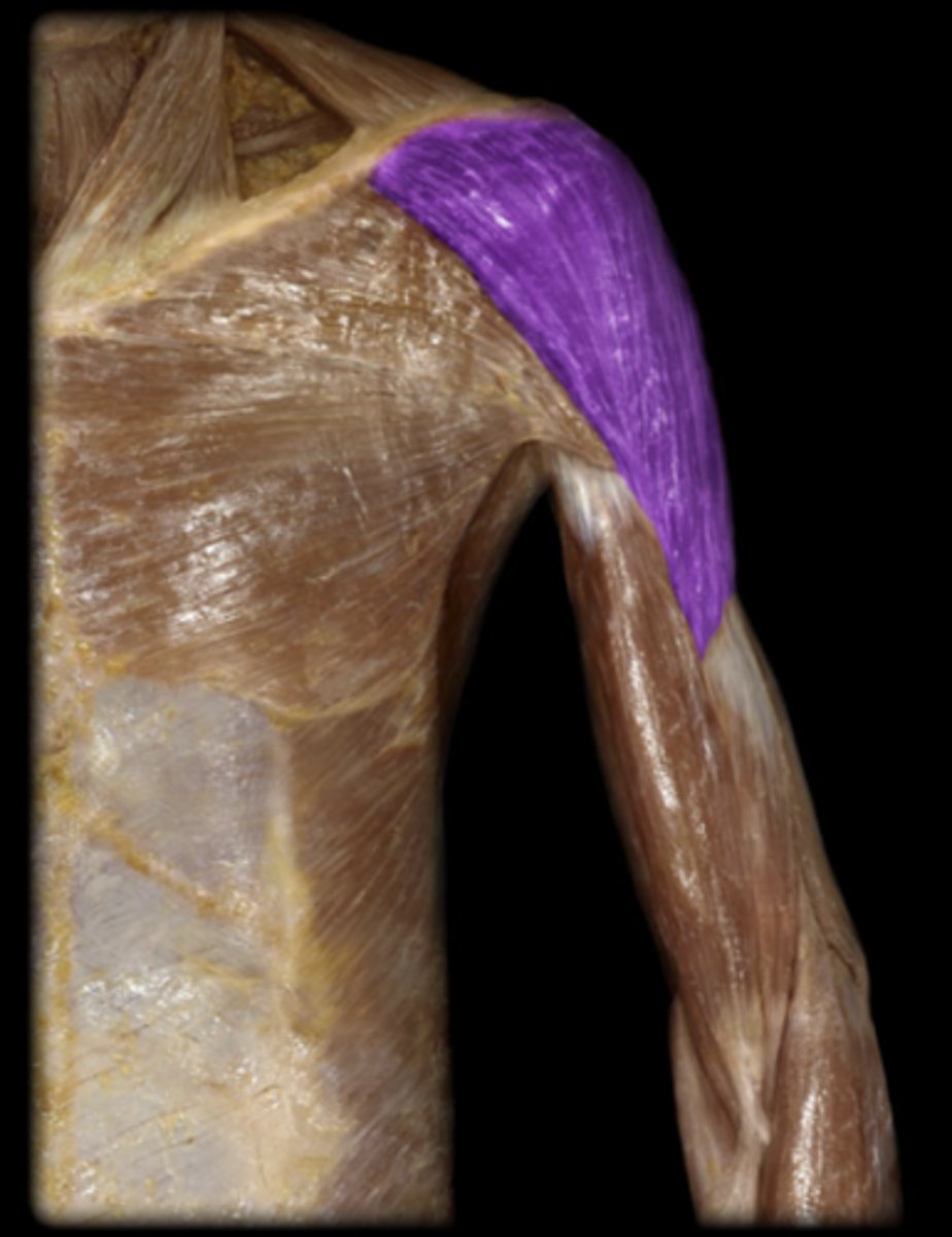 <p>origin: acromion and spine of scapula; lateral portion of clavicle.<br>insertion: deltoid tuberosity of humerus.<br>action: anterior fibers flex and medially rotate arm; lateral fibers abduct arm; posterior fibers extend and laterally rotate the arm.</p>