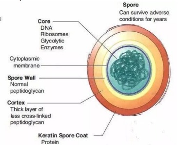 <p>Bacterial spore structure</p>