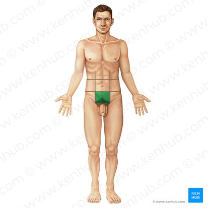 <p>located in the medial lower abdomen at the pelvis</p>