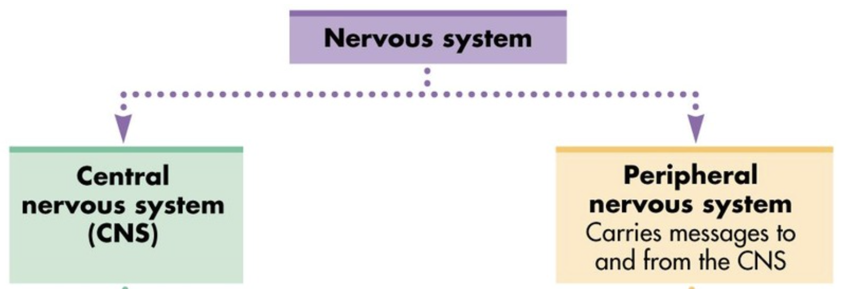 <p><span style="background-color: transparent;"><span>Carries messages to and from the CNS</span></span></p>