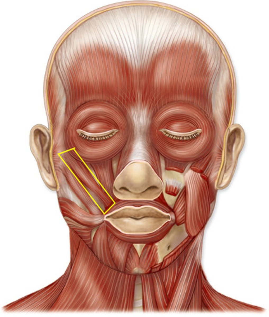 <p>Origin: zygomatic bone</p><p>Insertion: orbicularis oris muscle</p><p>Action: elevates upper lip</p>
