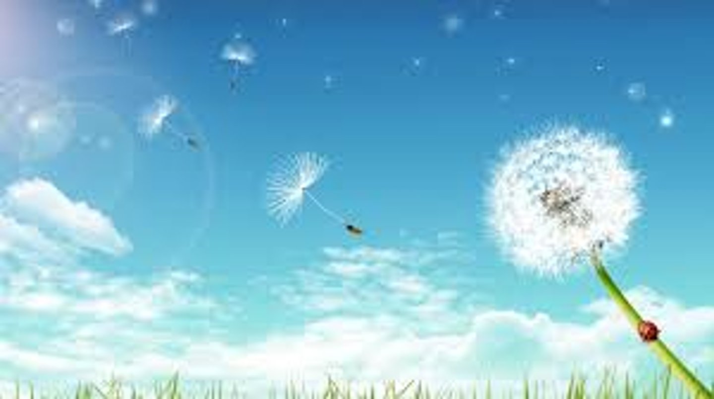 <p>hé fēng xì yǔ<br>gentle wind and rain</p>