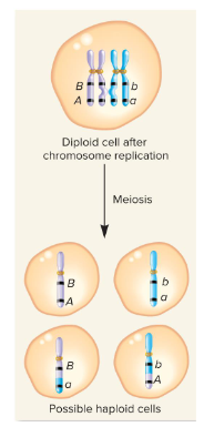 <p>Fill in the blank…</p><p>Genes that are on the same chromosome may independently assort from each other due to ( ) during prophase 1 of meiosis. During this, replicated sister chromatid homologs associate as ( ) and exchange DNA segments to reassort alleles and produce ( ) genotypes.</p>